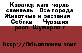 Кавалер кинг чарль спаниель - Все города Животные и растения » Собаки   . Чувашия респ.,Шумерля г.